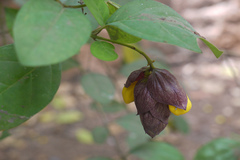 Gmelina philippensis